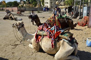 05 Fort_Amber-Jaipur_DSC5168_b_H600